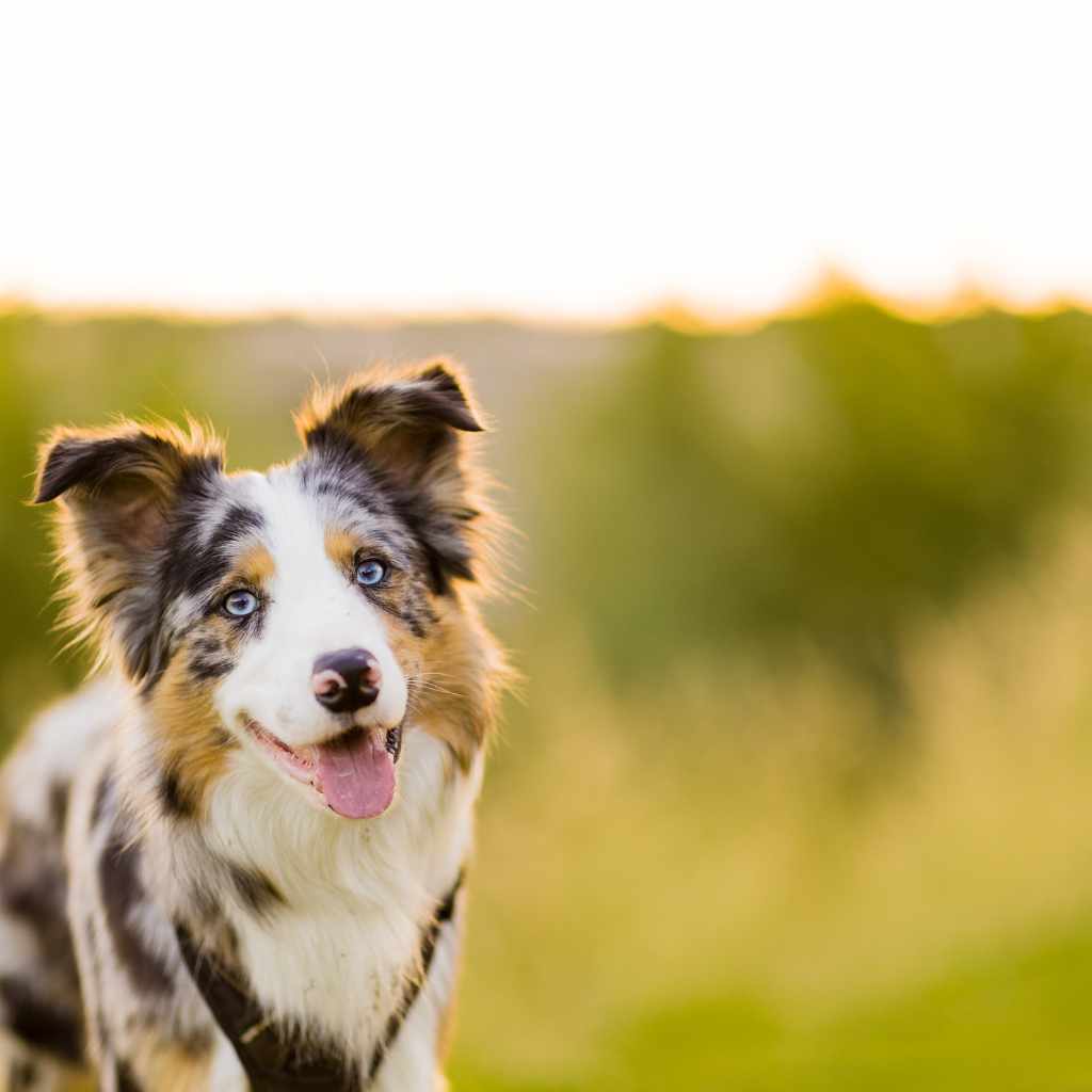 Border collie