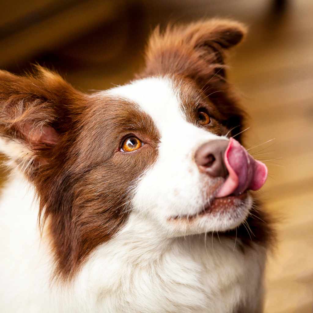 Border collie