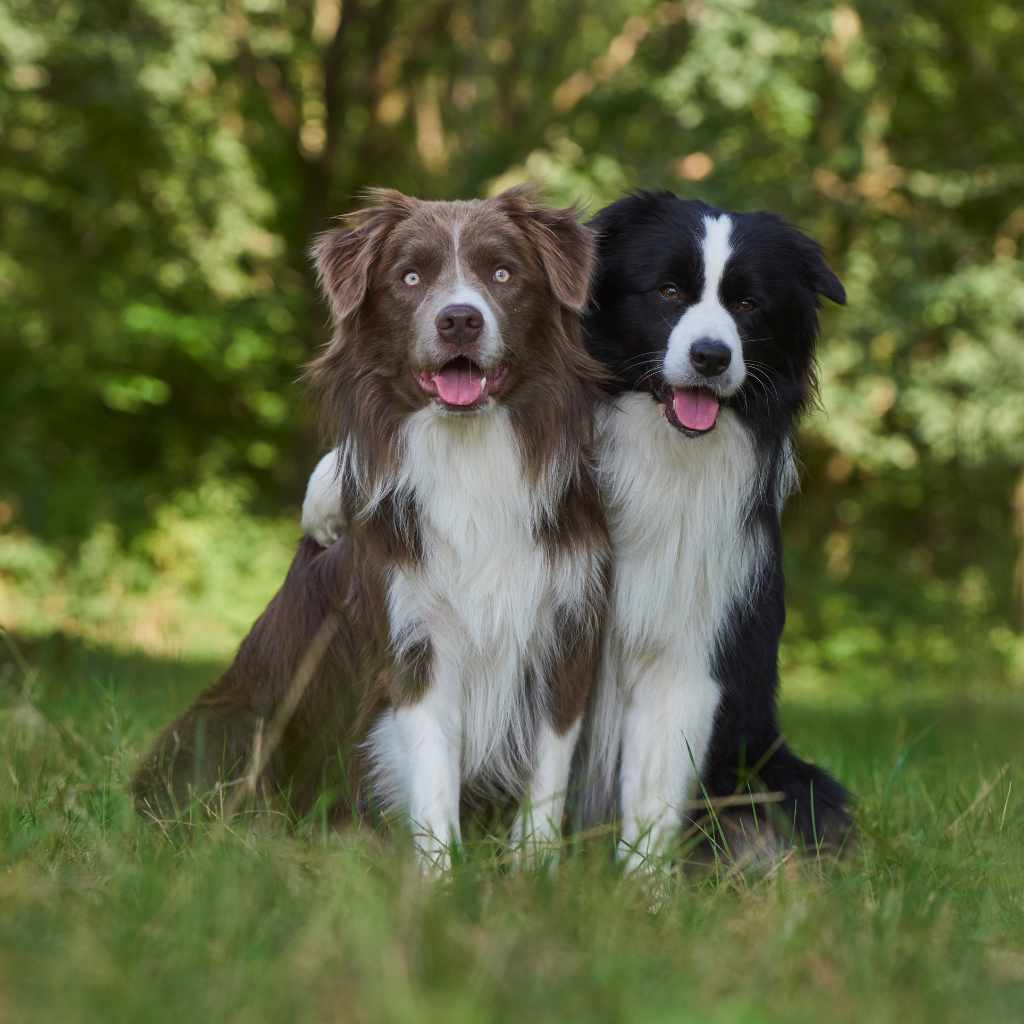 Border collie