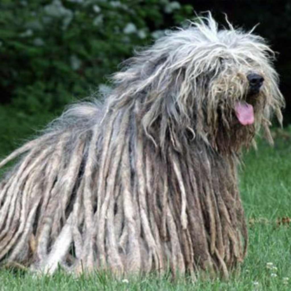 Cane Da Pastore Bergamasco