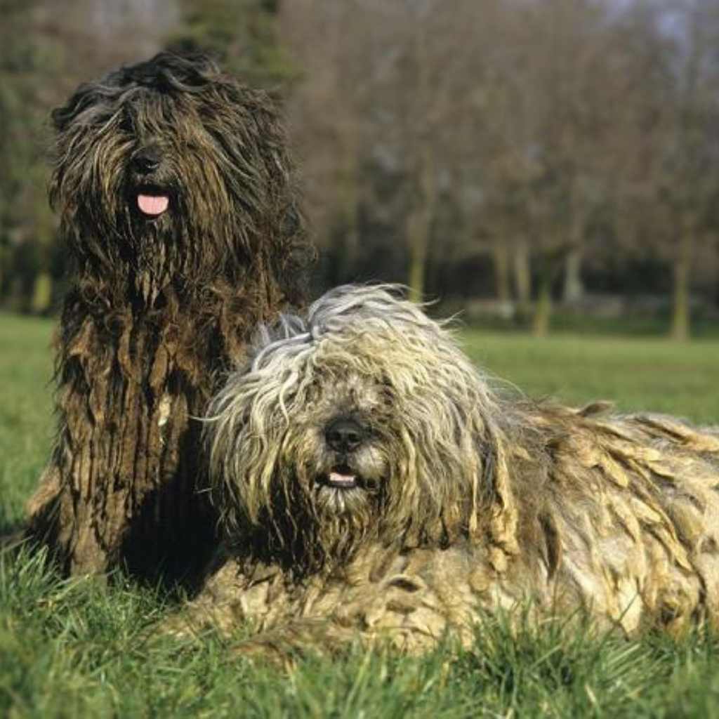 Cane Da Pastore Bergamasco
