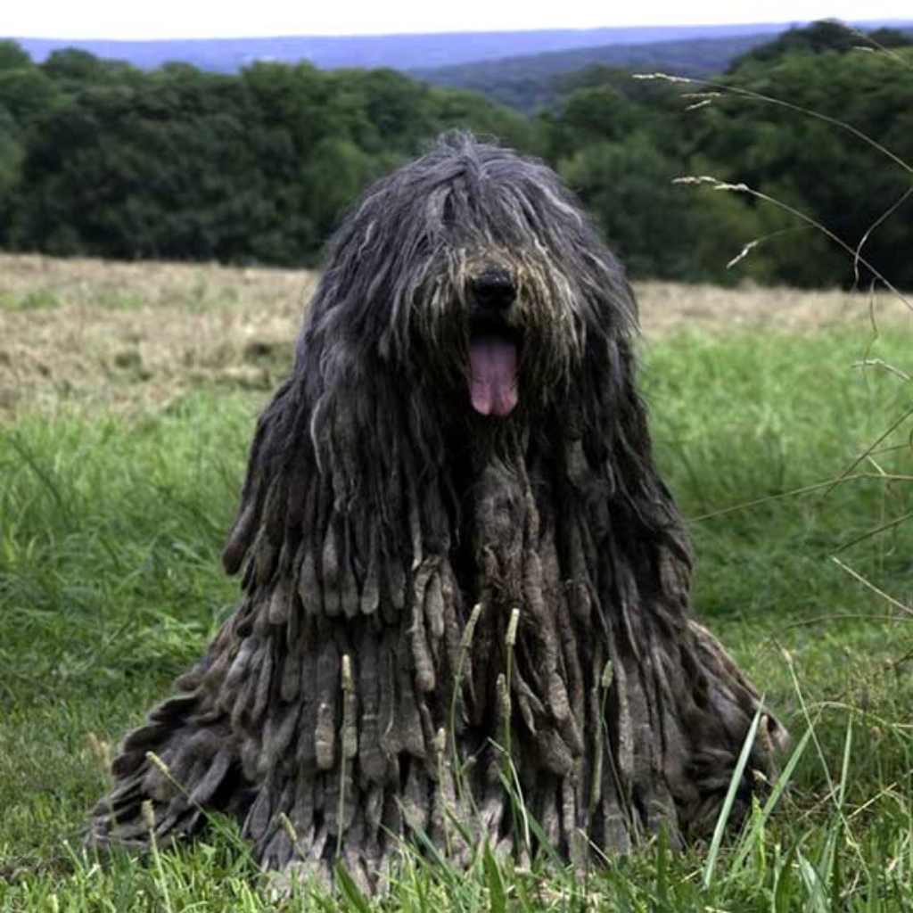 Cane Da Pastore Bergamasco