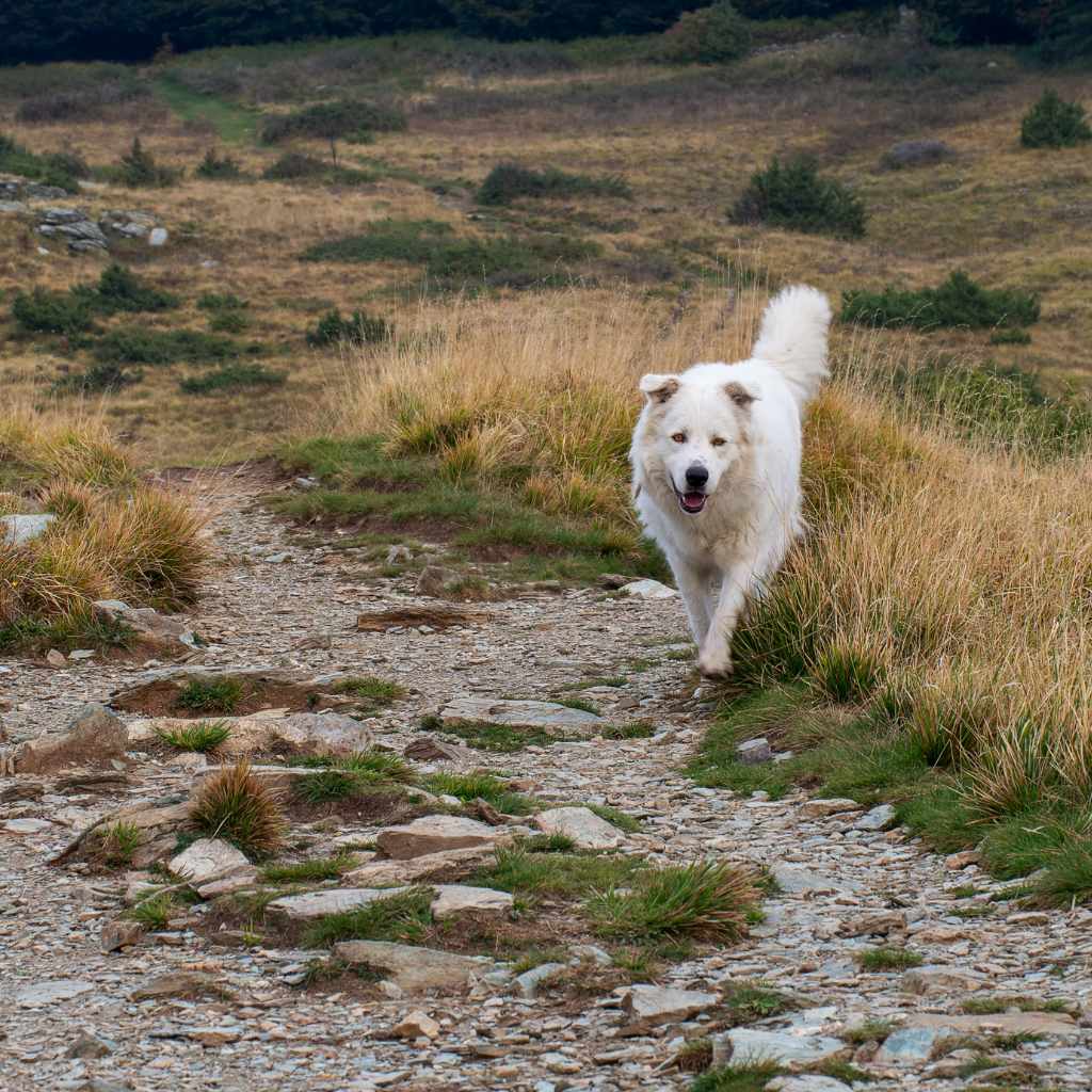 Cane Da Pastore Maremmano Abruzzese