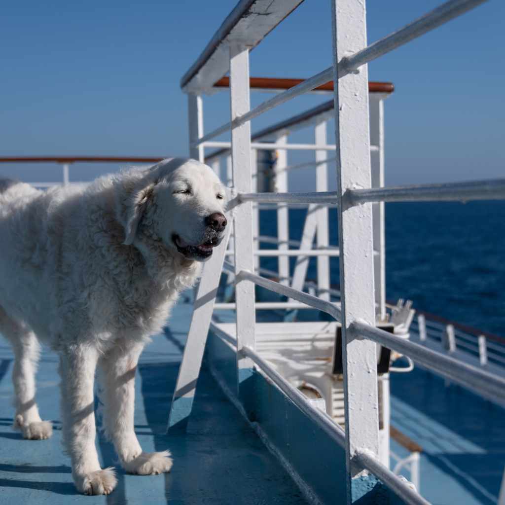 Kuvasz 