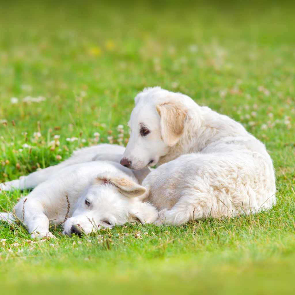 Kuvasz 