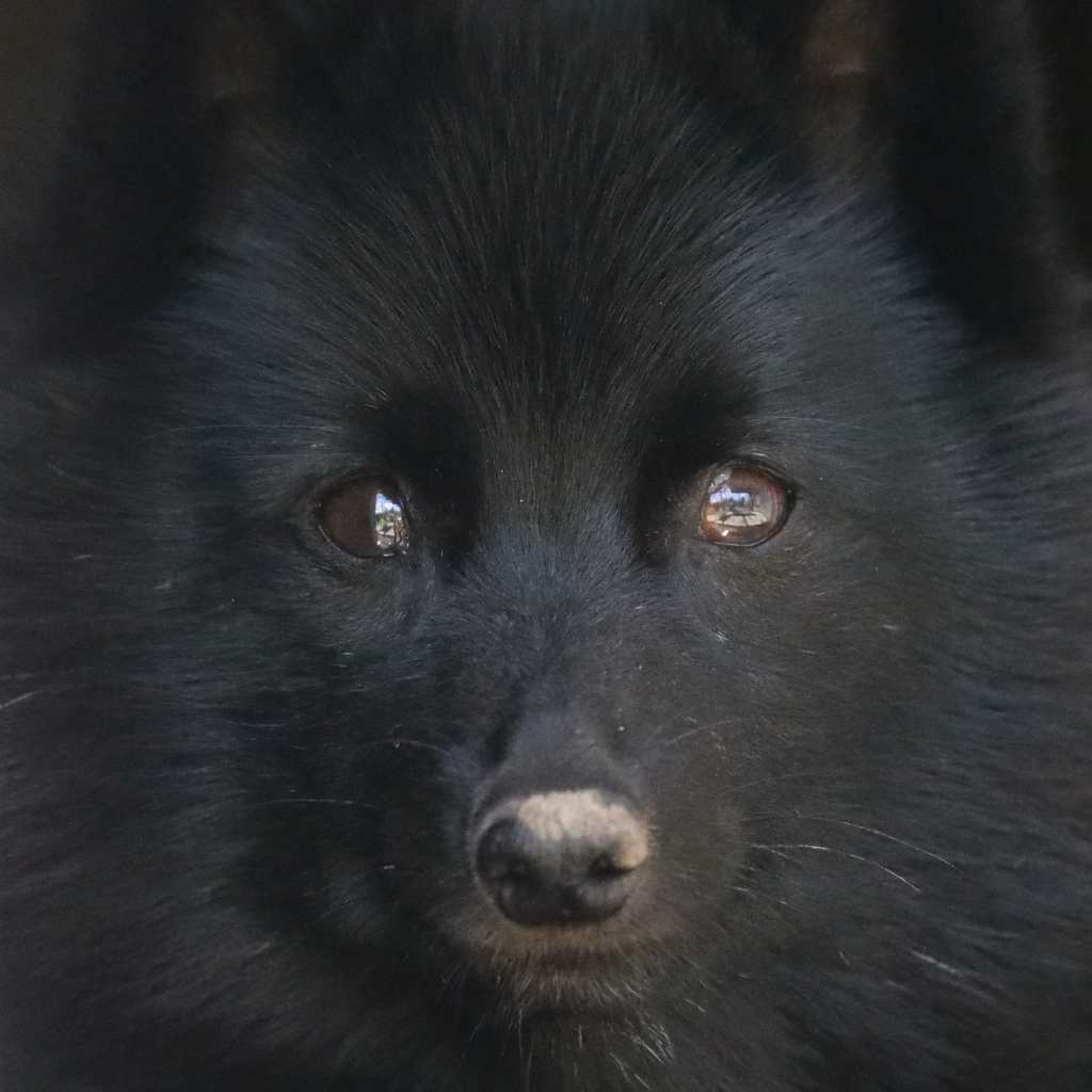 Schipperke