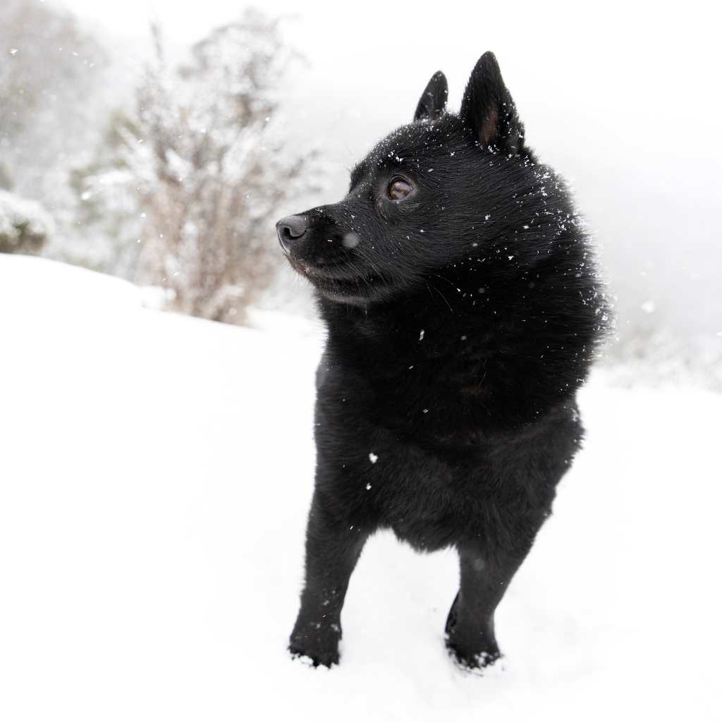 Schipperke