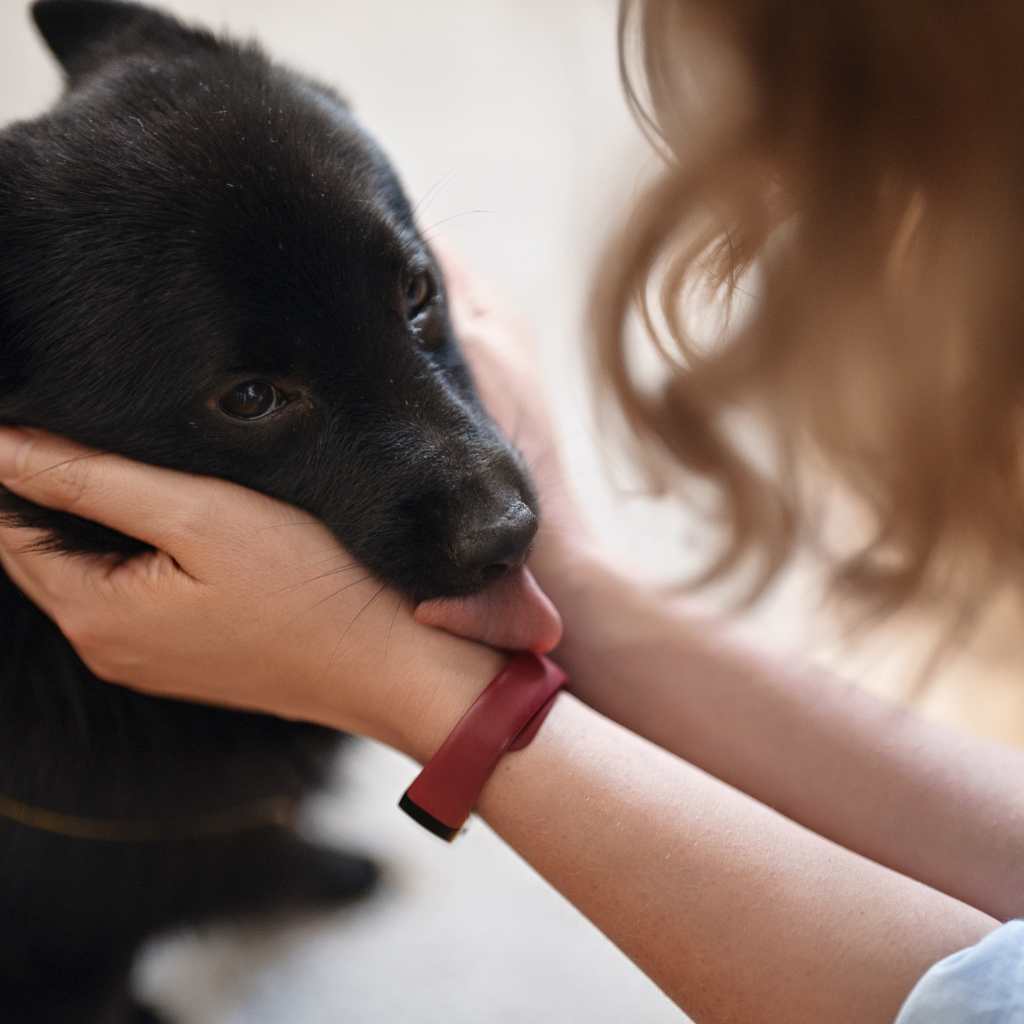 Schipperke