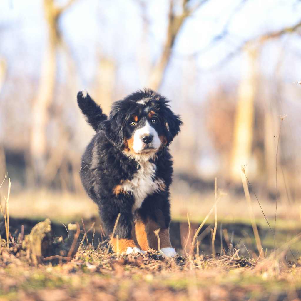 bovaro del bernese