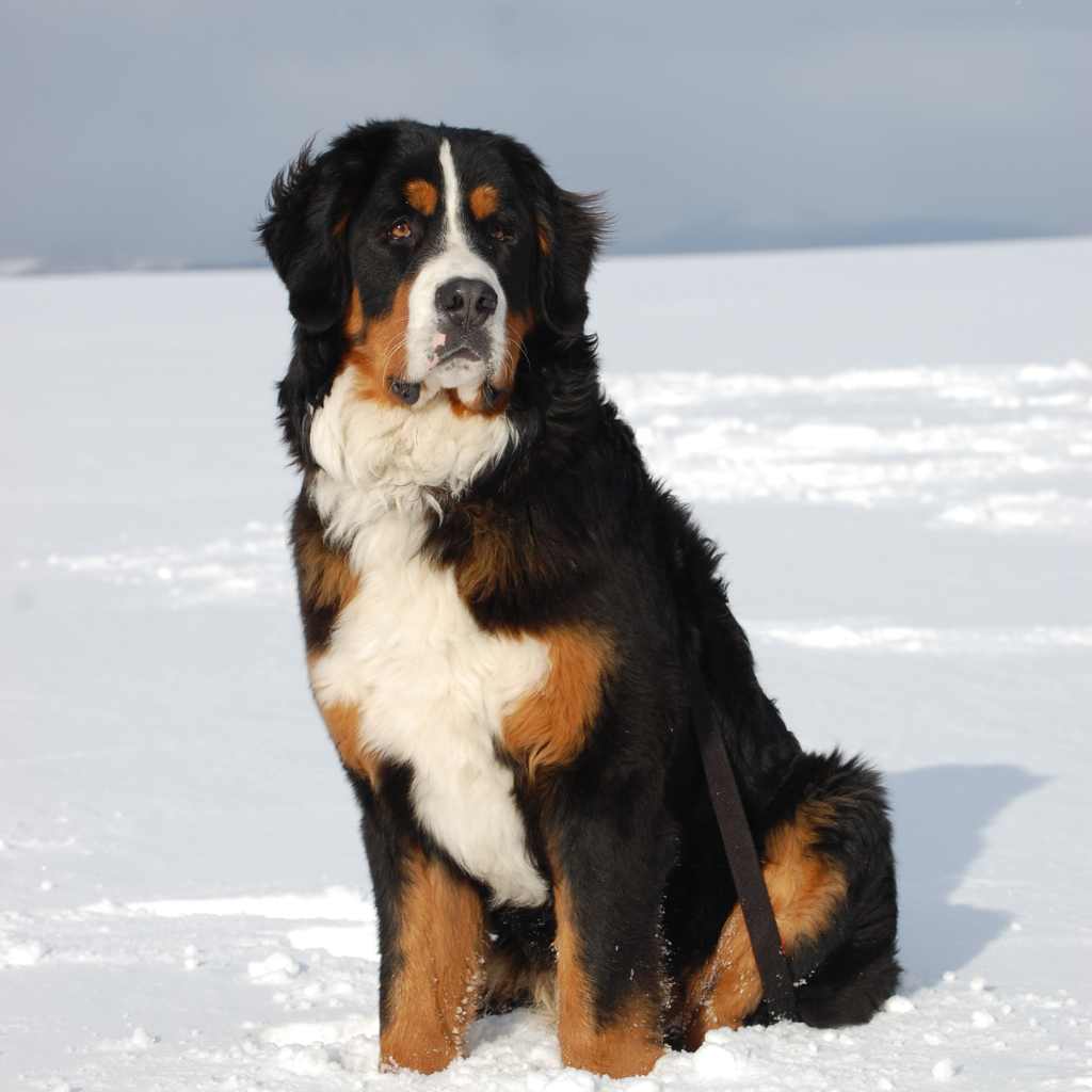 bovaro del bernese