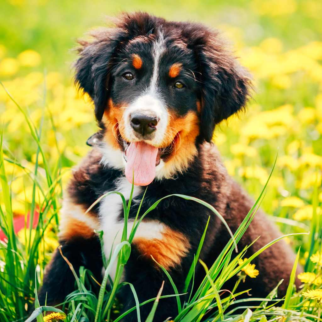 bovaro del bernese