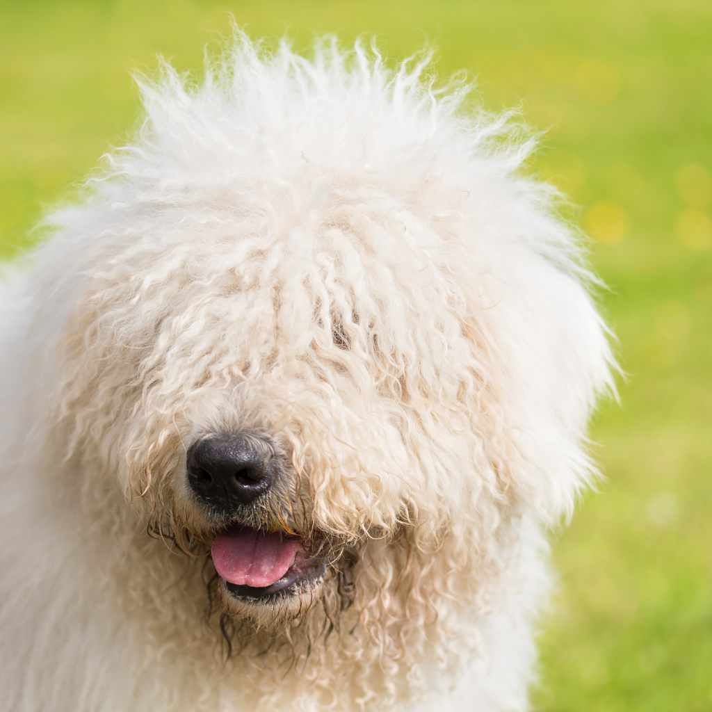 komondor 