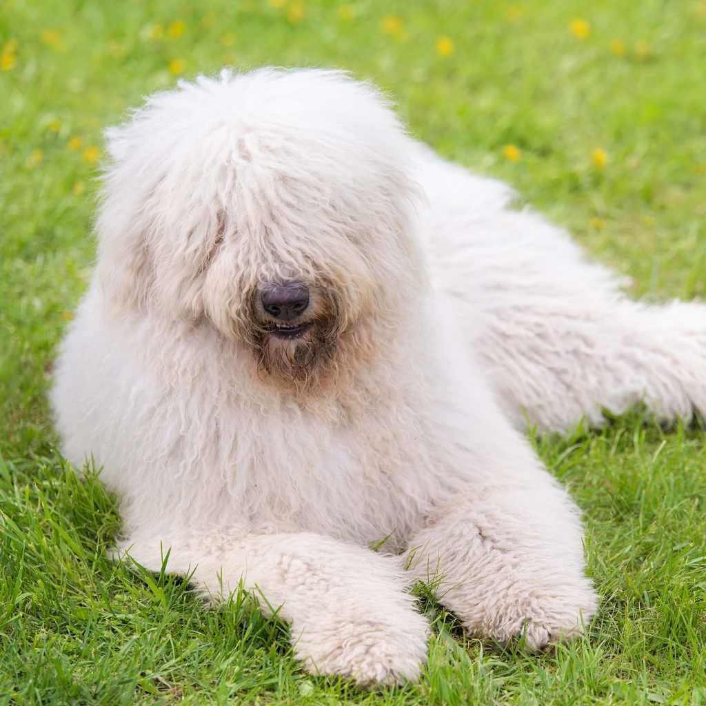 komondor 