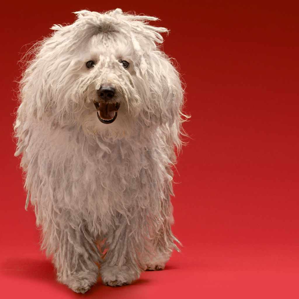 komondor 