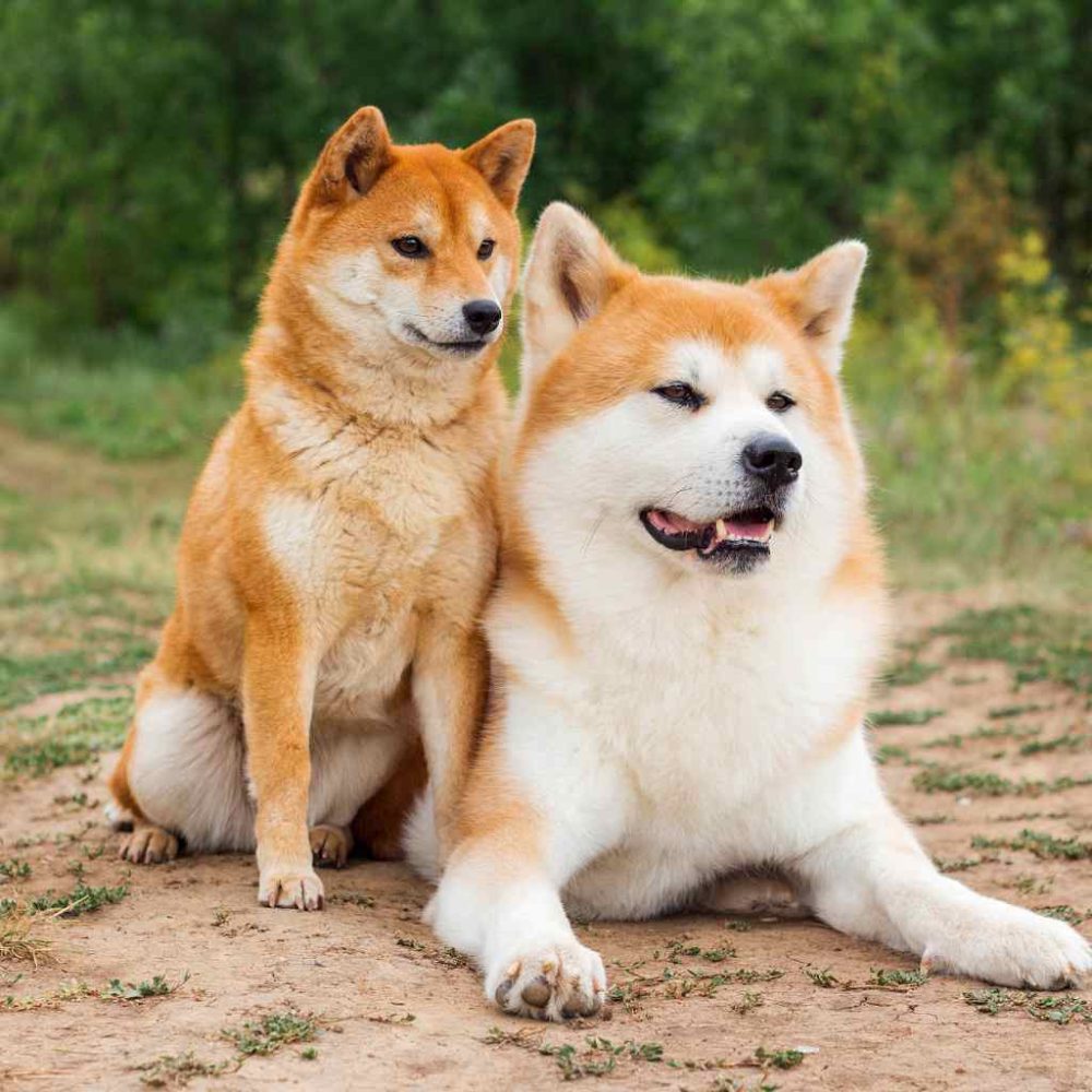 akita