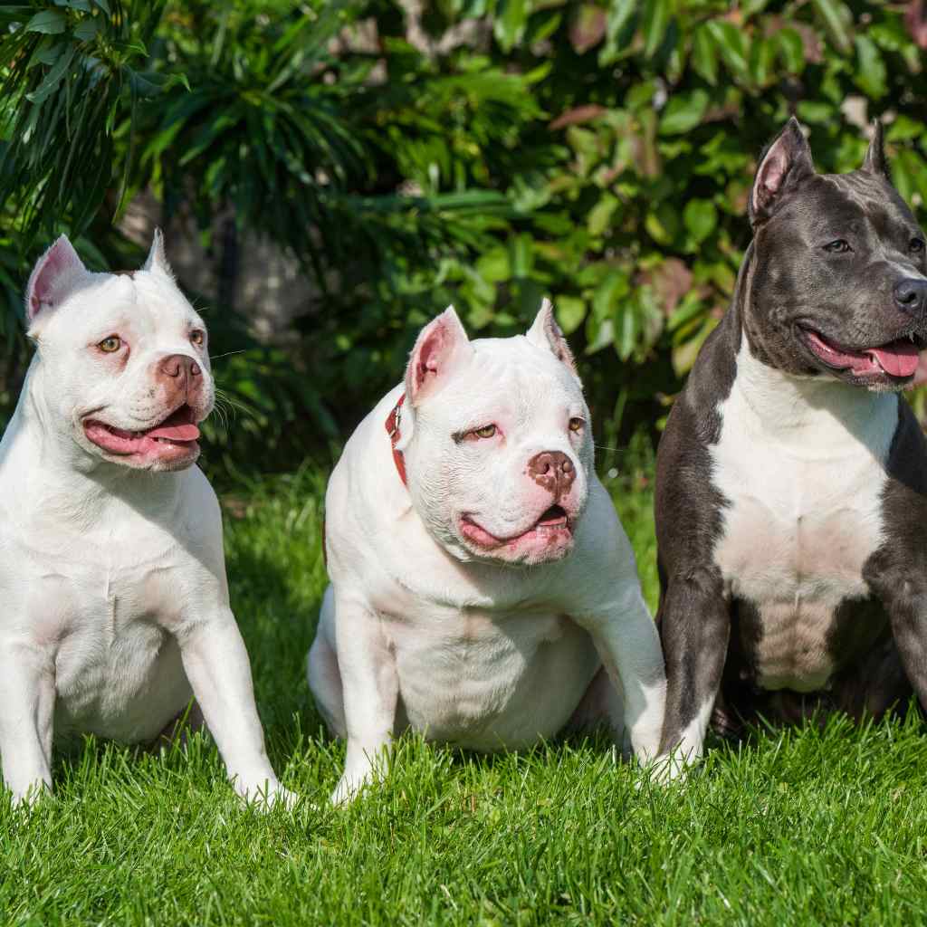 America Staffordshire Terrier