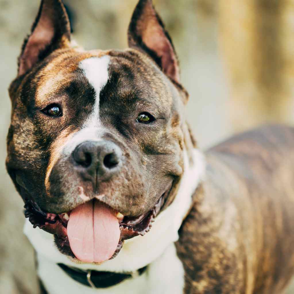America Staffordshire Terrier