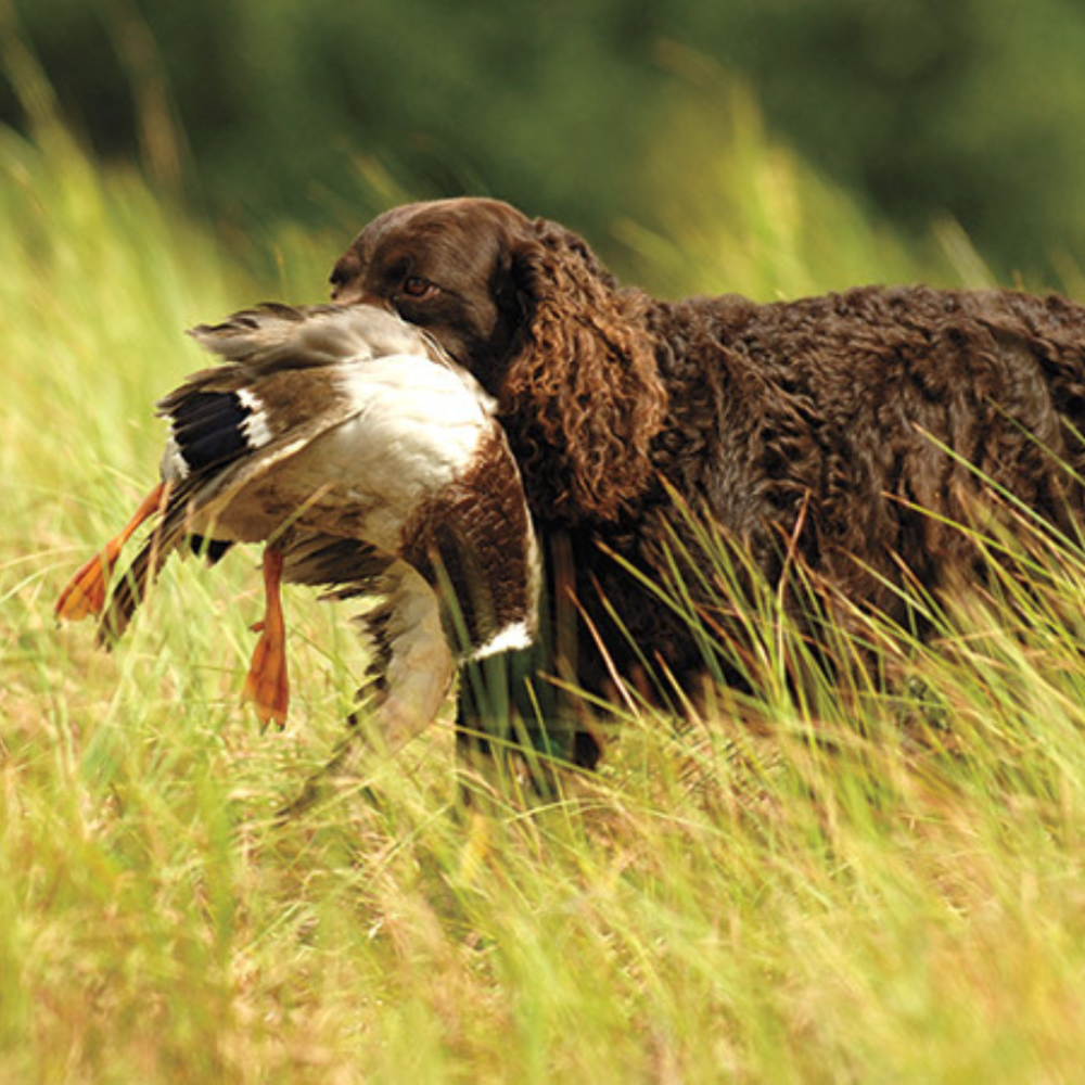 American-Water-Spaniel