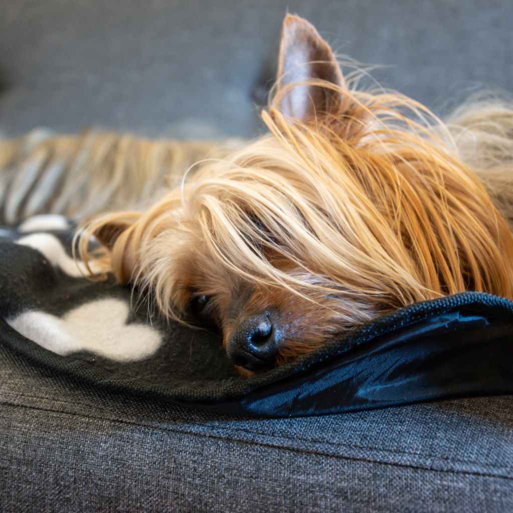 Australian Silky Terrier