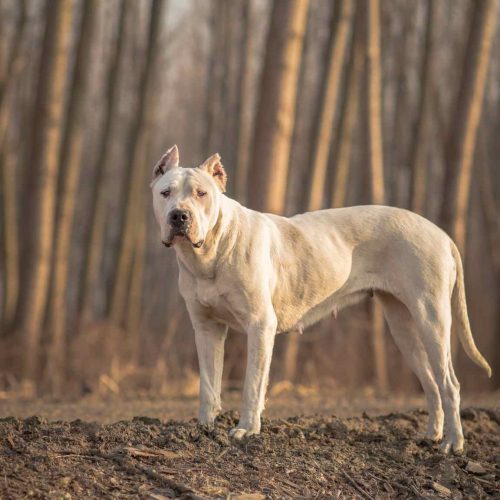 Dogo Argentino