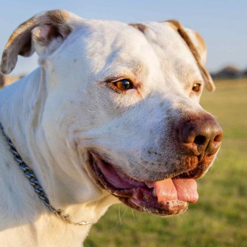 Dogo Argentino