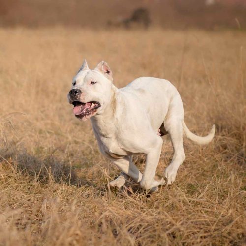 Dogo Argentino