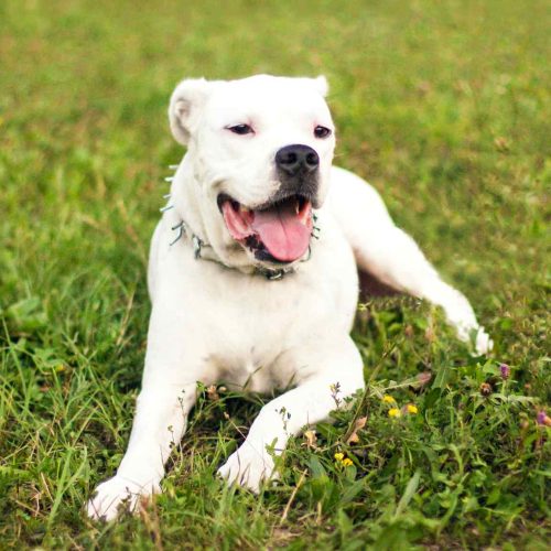 Dogo Argentino