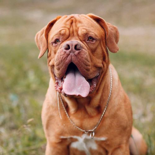 Dogue de Bordeaux