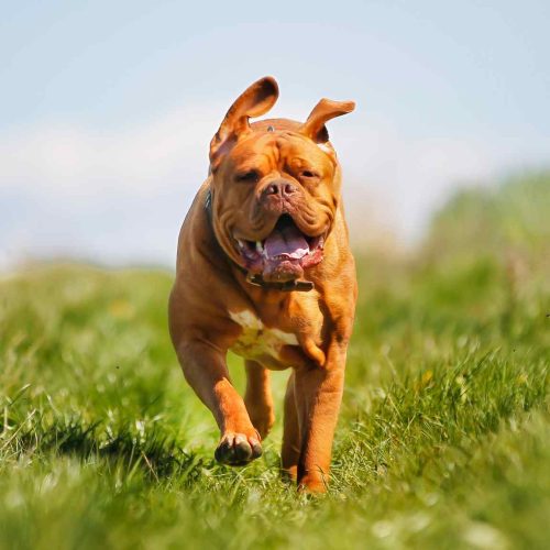 Dogue de Bordeaux