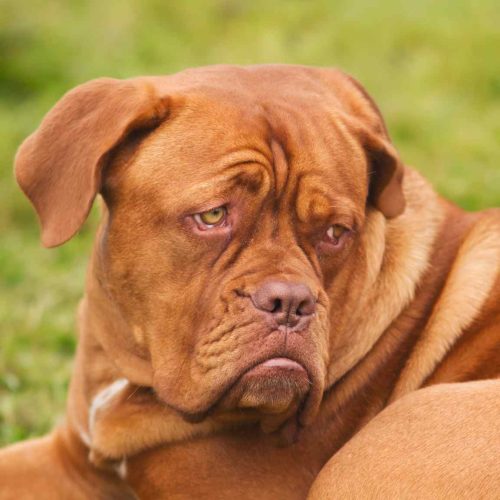 Dogue de Bordeaux