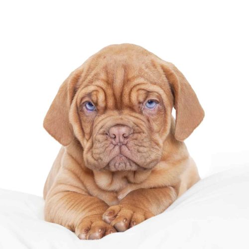 Dogue de Bordeaux