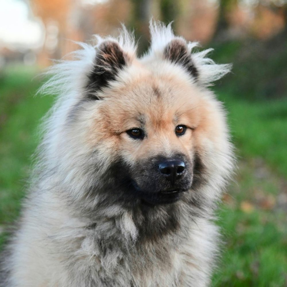 Eurasier: Una Razza Affascinante dai Molteplici Talenti