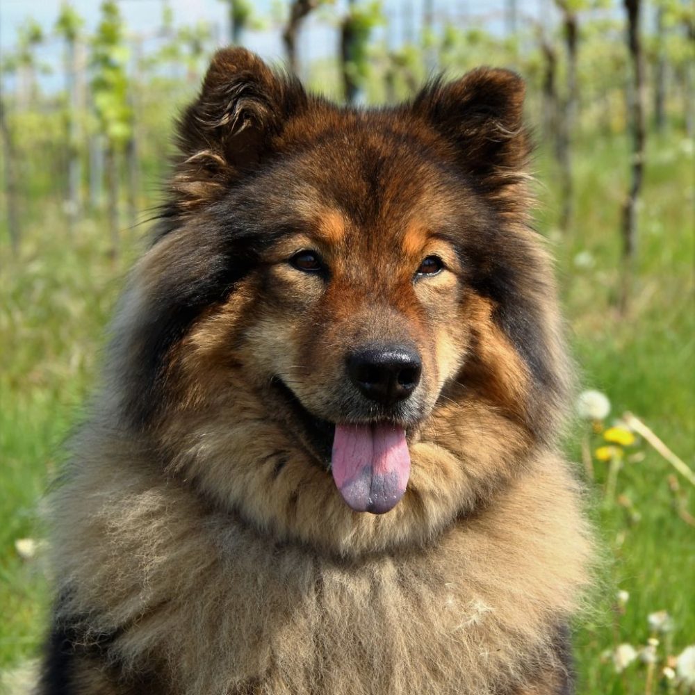 Eurasier: Una Razza Affascinante dai Molteplici Talenti