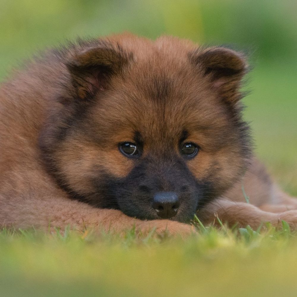 Eurasier: Una Razza Affascinante dai Molteplici Talenti