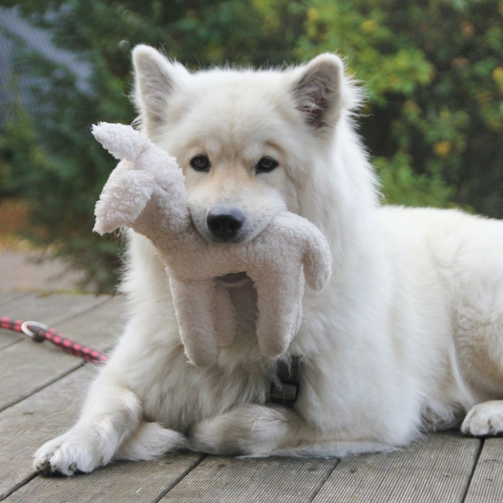 Eurasier: Una Razza Affascinante dai Molteplici Talenti
