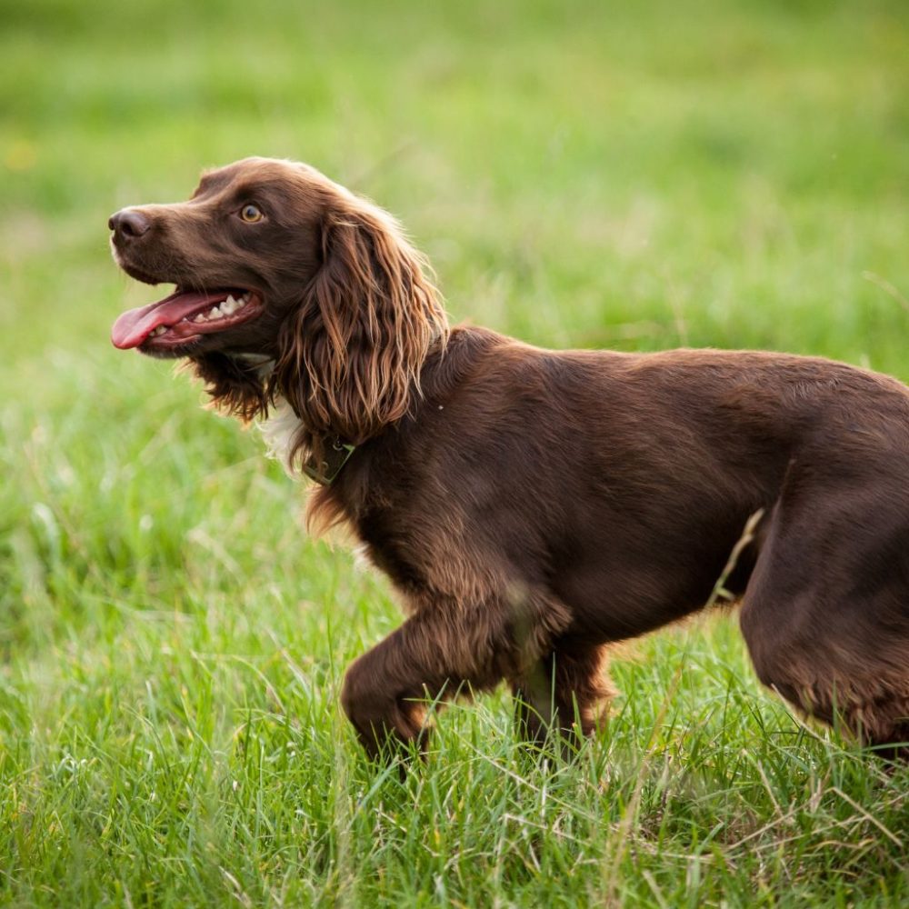 Il Field Spaniel: Un Compagno Affettuoso e Amorevole