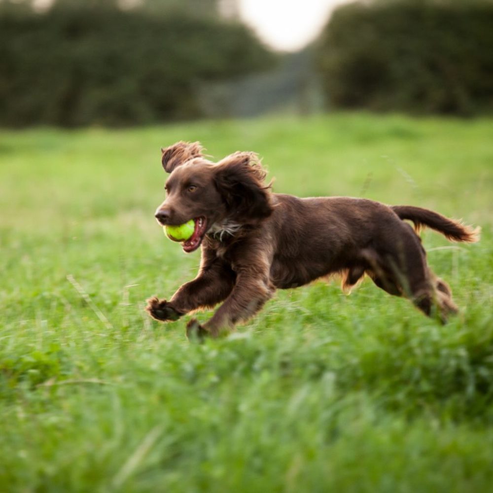 Il Field Spaniel: Un Compagno Affettuoso e Amorevole