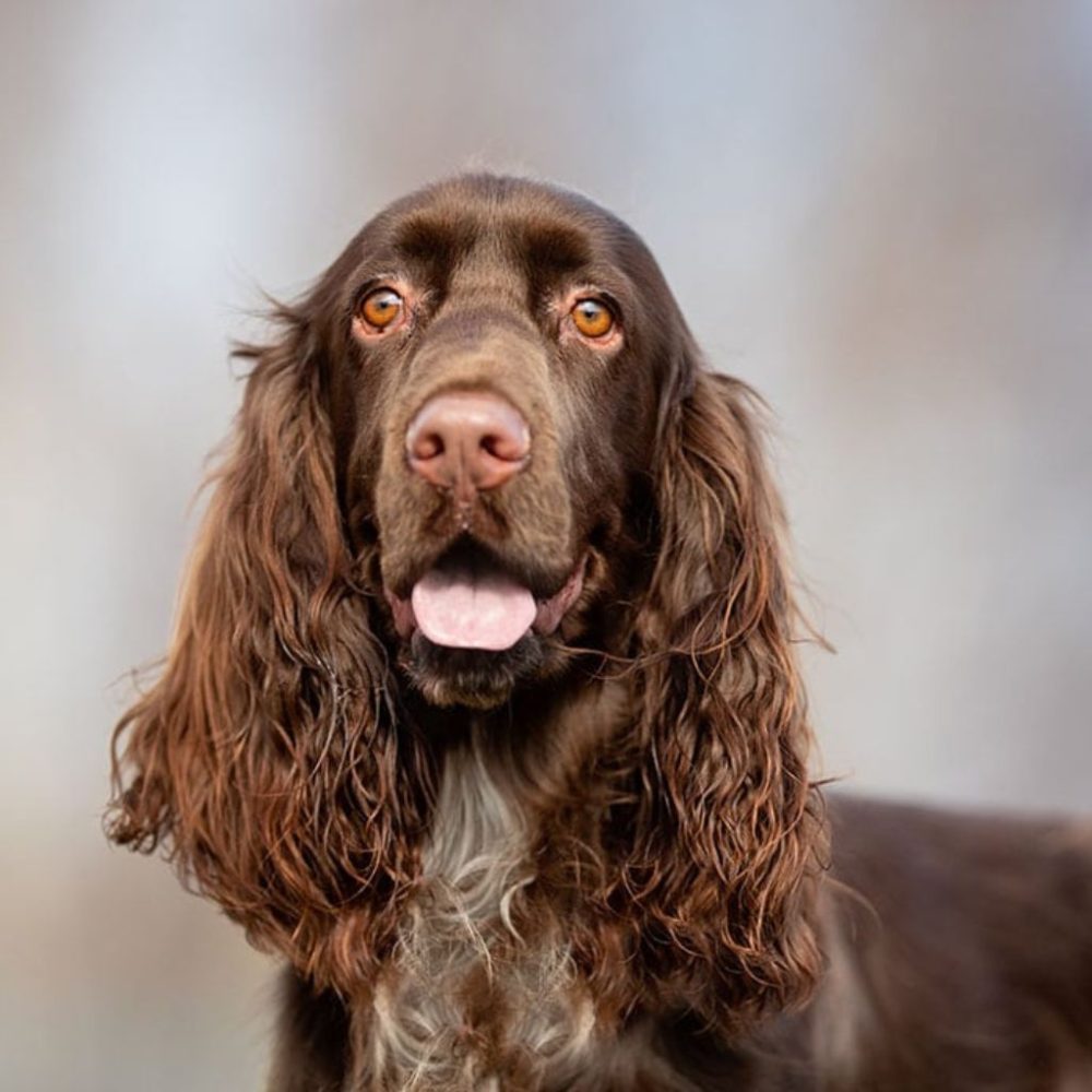 Il Field Spaniel: Un Compagno Affettuoso e Amorevole
