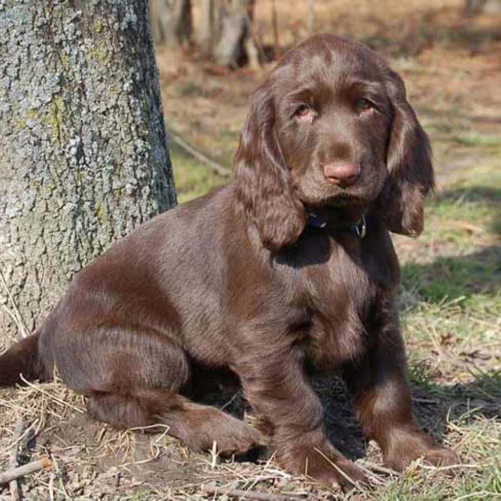 Il Field Spaniel: Un Compagno Affettuoso e Amorevole