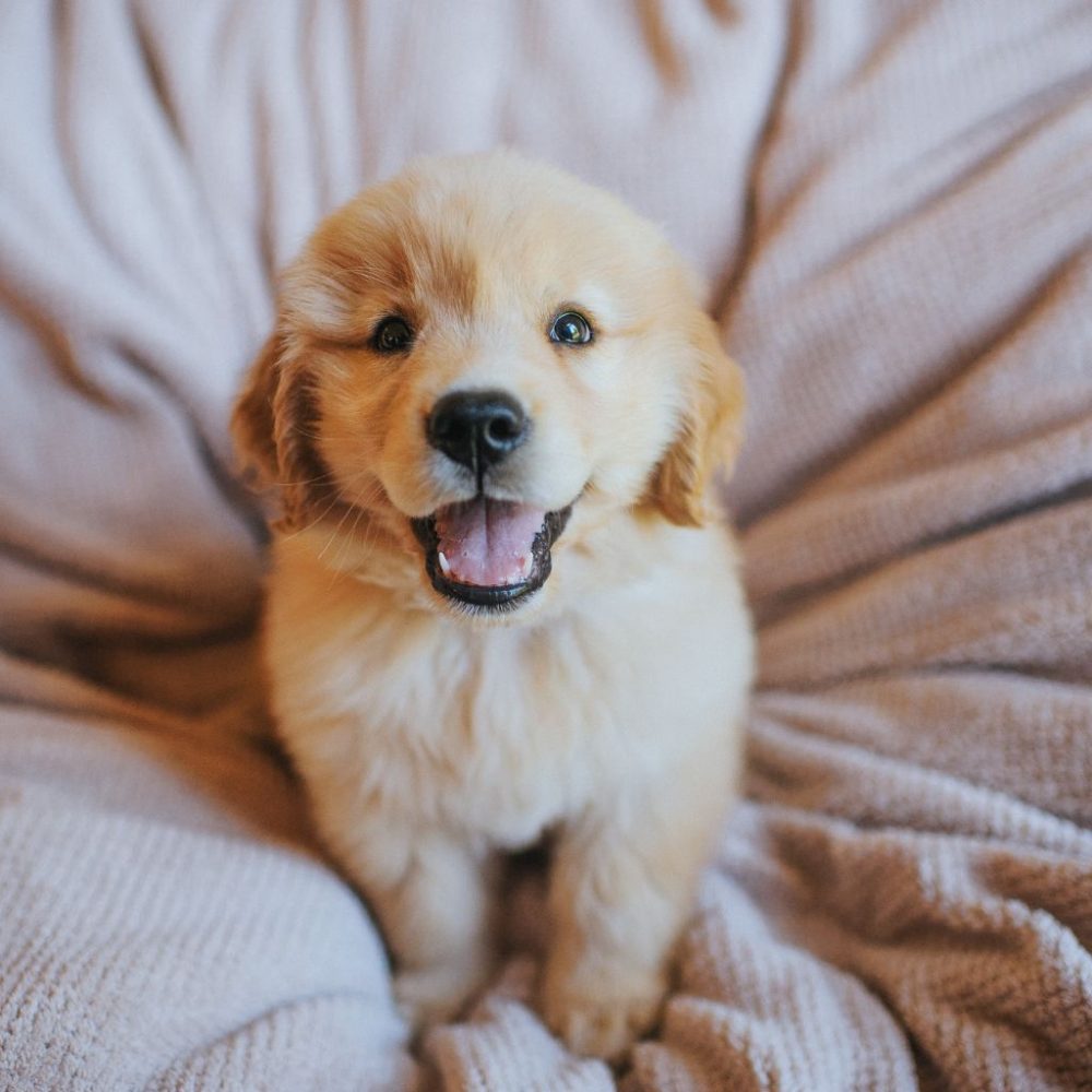 Il Golden Retriever: Il Compagno Ideale per la Vita
