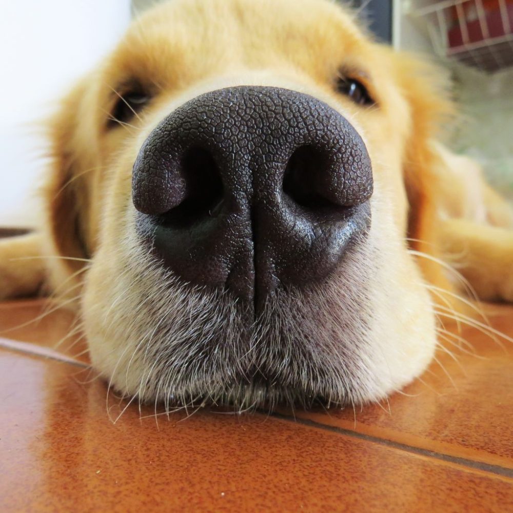 Il Golden Retriever: Il Compagno Ideale per la Vita