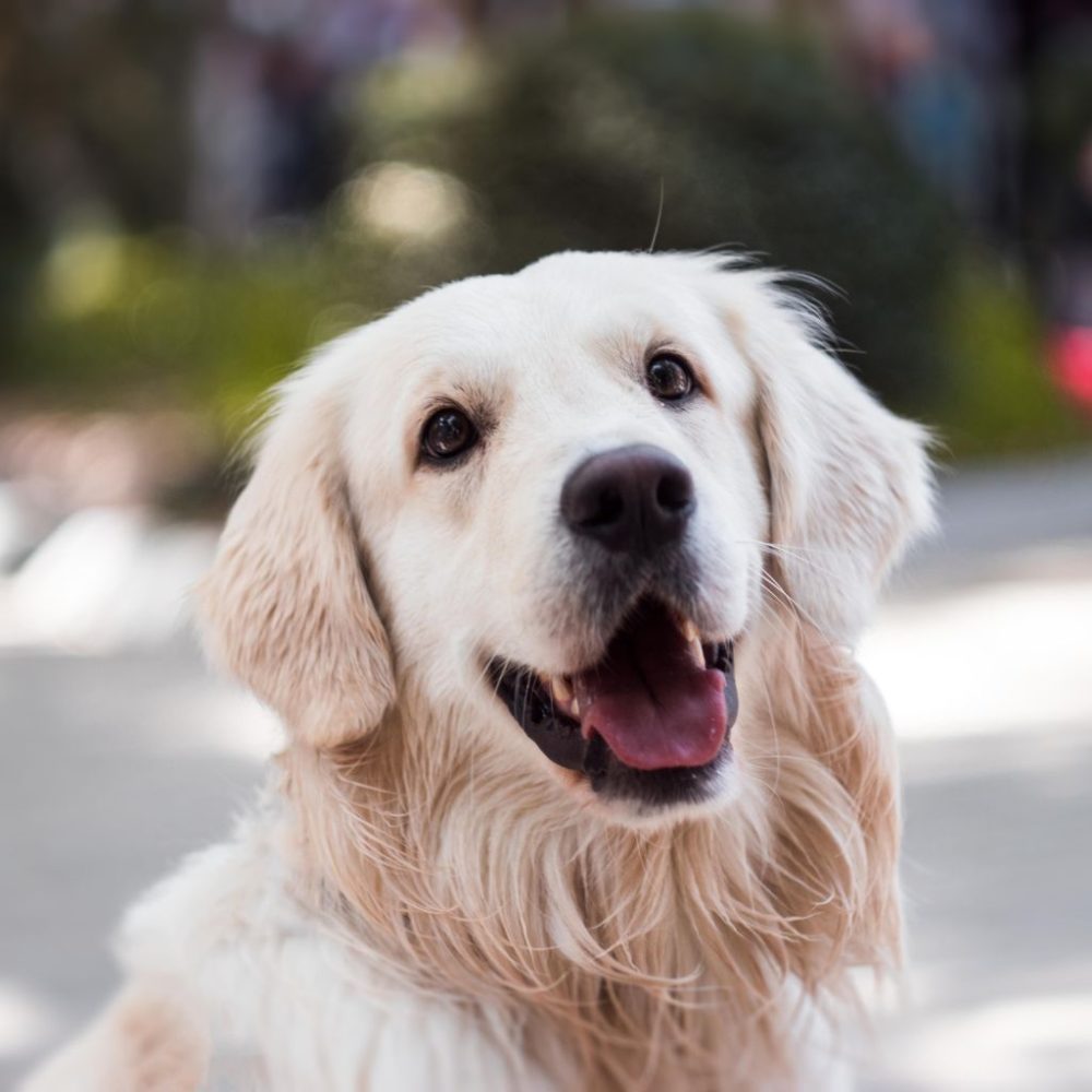 Il Golden Retriever: Il Compagno Ideale per la Vita