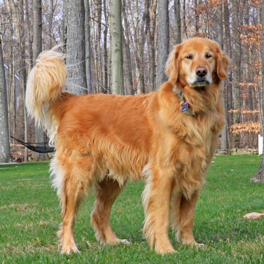 Il Golden Retriever: Il Compagno Ideale per la Vita