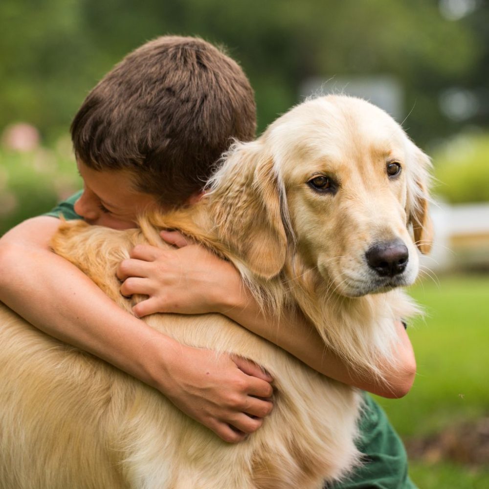 Il Golden Retriever: Il Compagno Ideale per la Vita