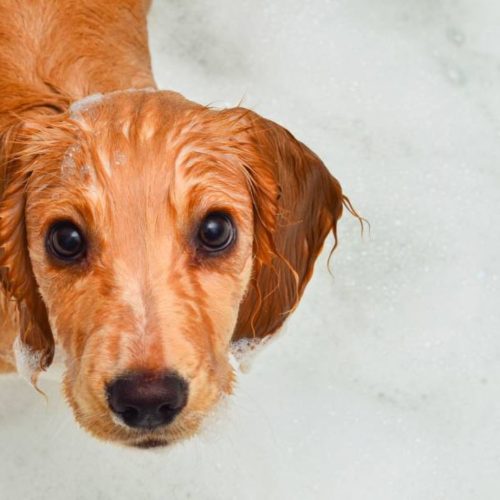 Hyghenhund