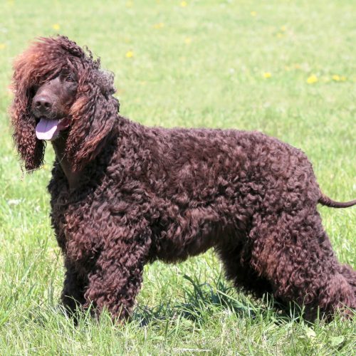 Irish Water Spaniel