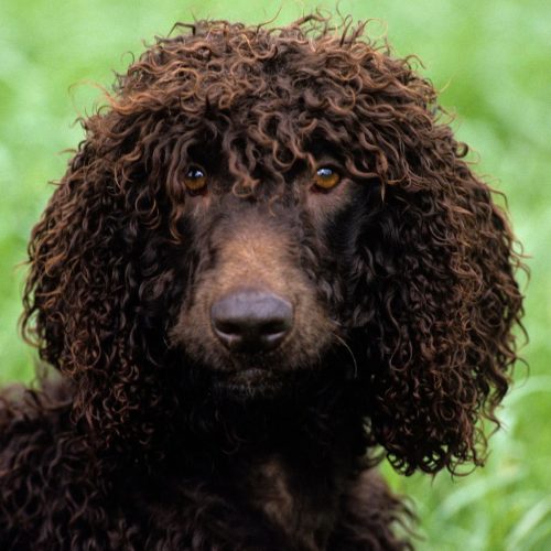 Irish Water Spaniel