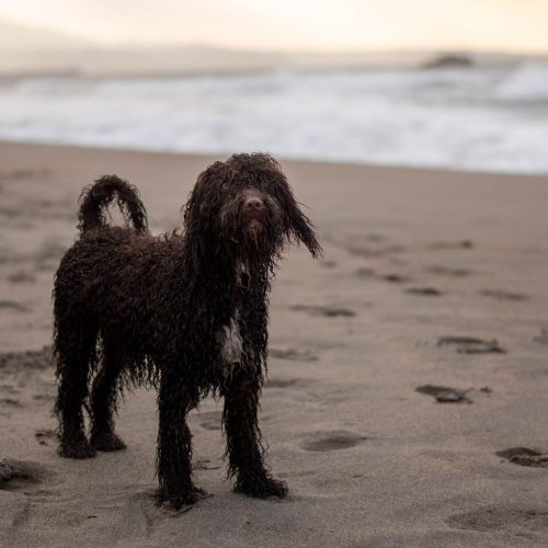 Irish Water Spaniel