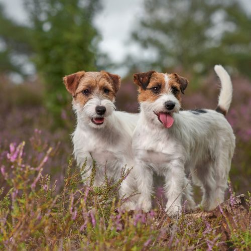 Jack Russell