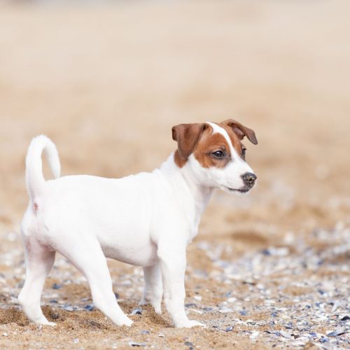 Jack Russell